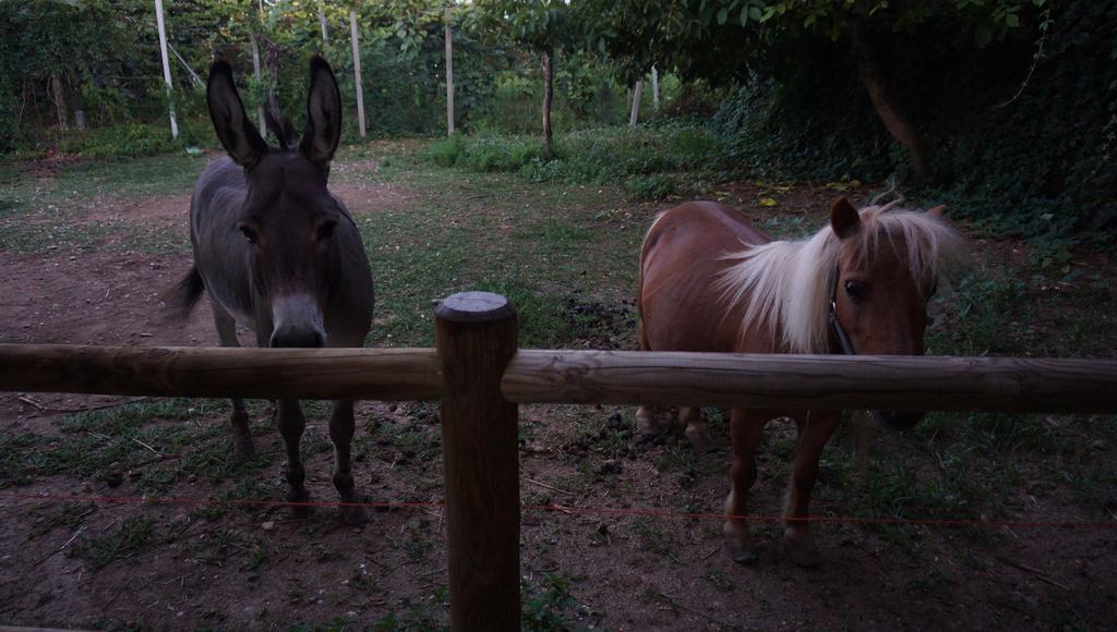 Agriturismo Fior Di Pesco Hotel Sommacampagna Zewnętrze zdjęcie