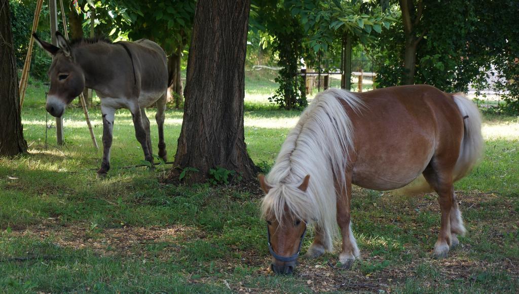 Agriturismo Fior Di Pesco Hotel Sommacampagna Zewnętrze zdjęcie